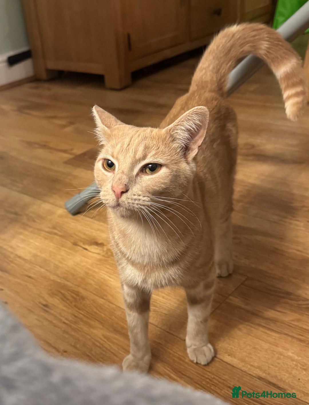 Mixed Breed cats for sale: Orange cat  for adoption and forever home - Image 2