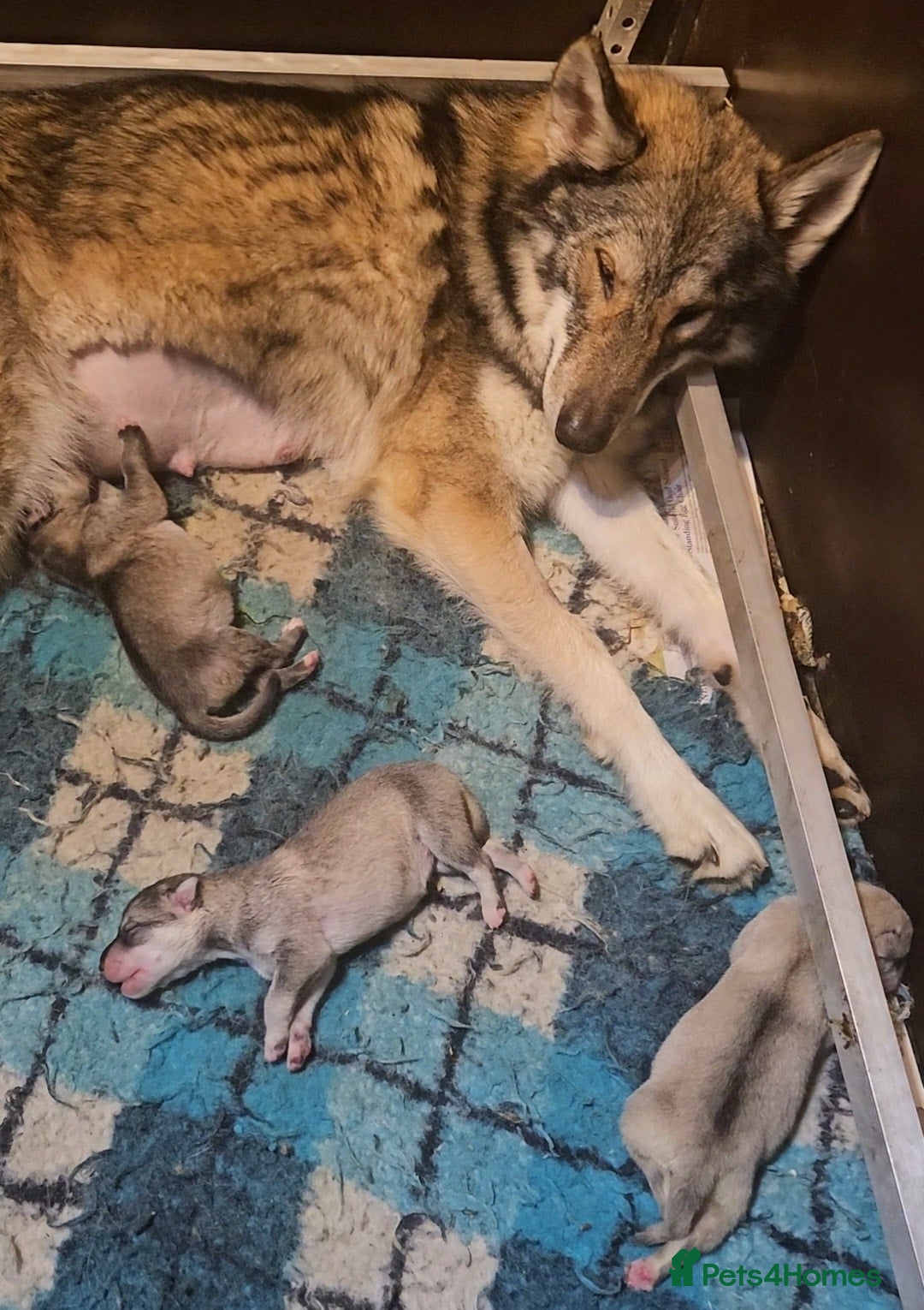 Northern Inuit dogs for sale: Tamaskan Puppies - Image 7