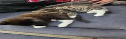 British Longhair cats for sale: 2 beautiful longhair kittens for sale - Advert 8