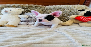 French Bulldog dogs - Advert 8