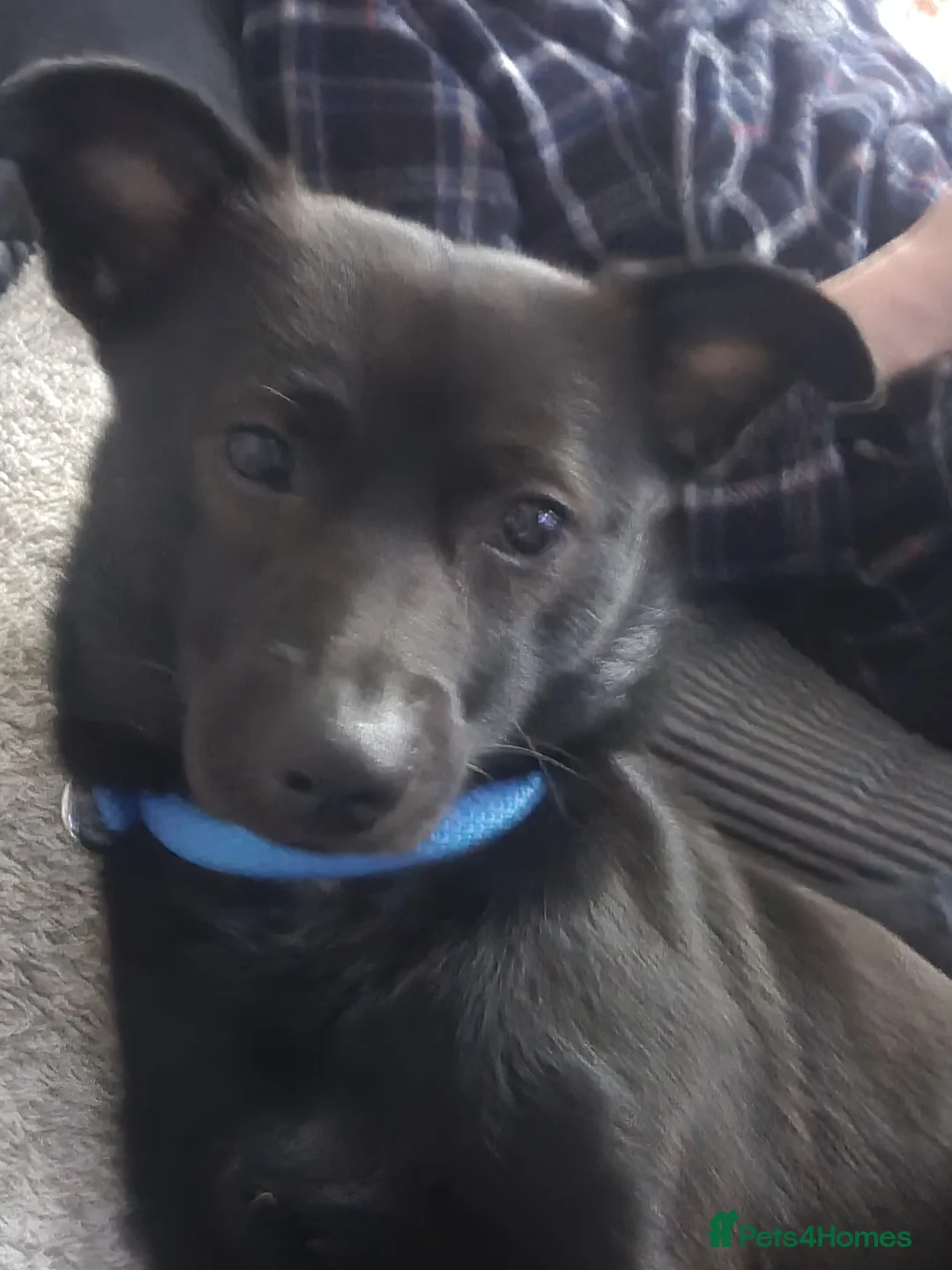 Mixed Breed dogs for sale: Jack  - Advert 4