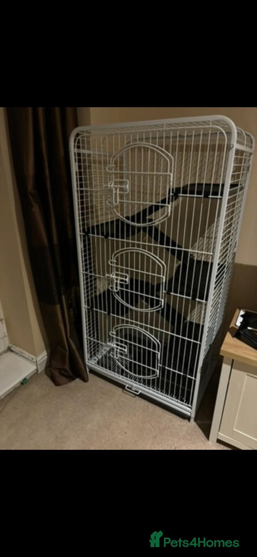 Chinchilla rodents for sale: 3 lovely chinchillas, 18 months old, with cage in Carnforth - Advert 4