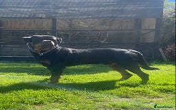 Rottweiler dogs for stud: Proven handsome ADRK KC registered Rottweiler  in Milford Haven - Image 2
