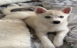 Pomsky dogs for sale: Blue eyed pomsky  - Image 3