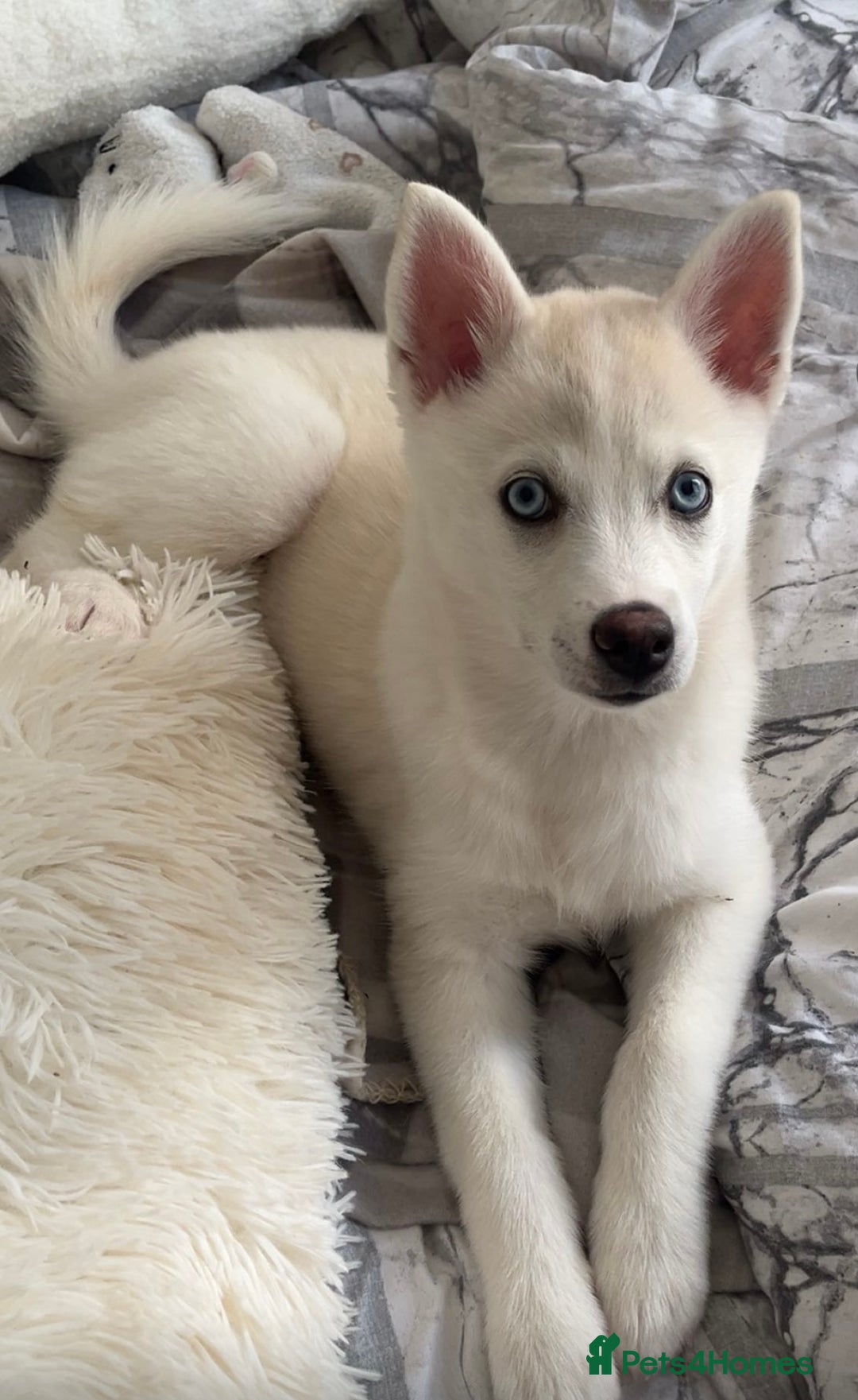 Pomsky dogs for sale: Blue eyed pomsky  - Image 3