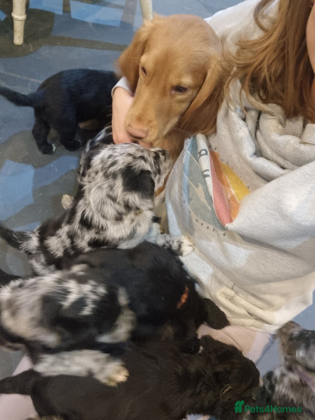 Cockapoo dogs for sale: Stunning litter of cockapoos, 2 males, 3 females - Advert 20