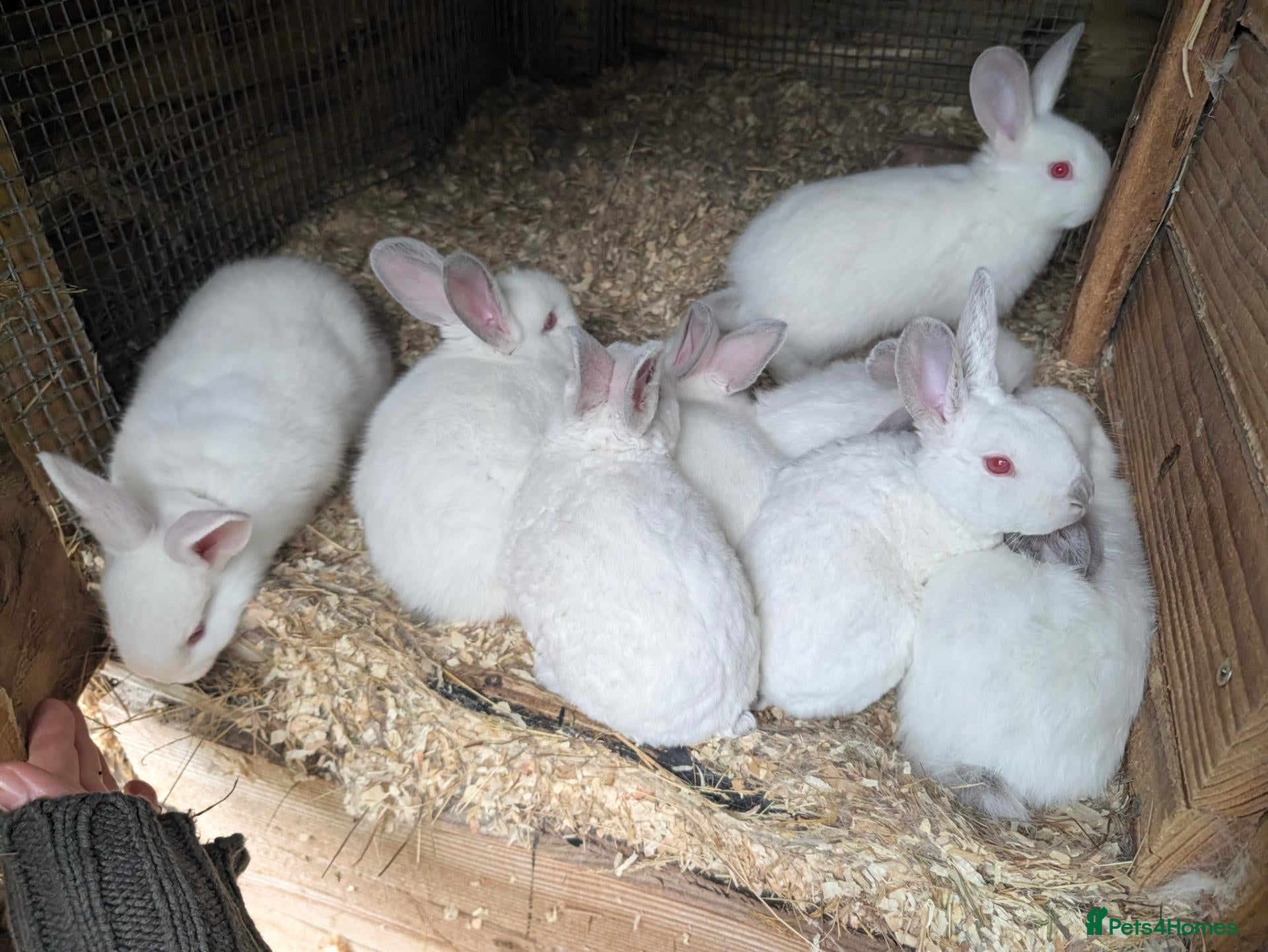 New Zealand rabbits New Zealand Californian Rabbits - Advert 2