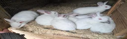 New Zealand rabbits for sale: New Zealand Californian Rabbits - Advert 2