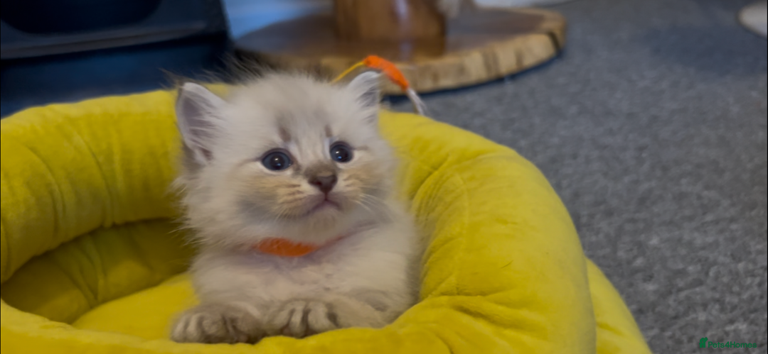Siberian cats for sale: Gorgeous Siberian Kittens  - Image 7