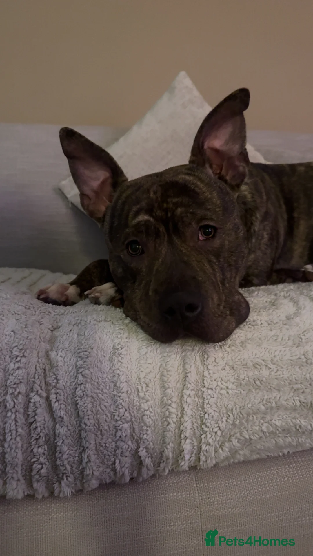 Staffordshire Bull Terrier dogs for sale: Staffordshire bull terrier  in Sunderland - Advert 4