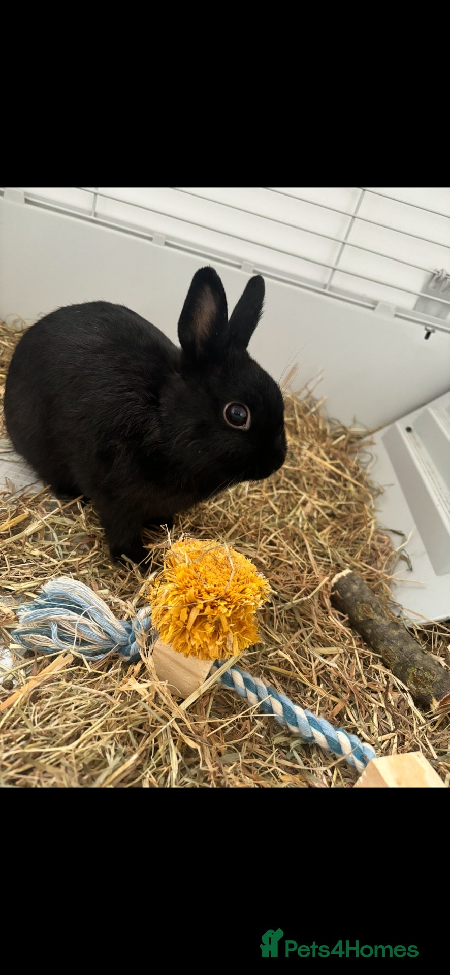 Netherland Dwarf rabbits Netherlands dwarf for sale  - Advert 1