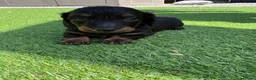 Miniature Dachshund dogs for sale: Miniature Long Haired Daschunds - Advert 15