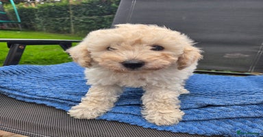 Toy Poodle dogs - Advert 3