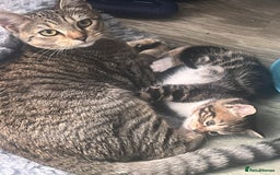 Bengal cats for sale: Bengal cross tabby’s  - Image 6