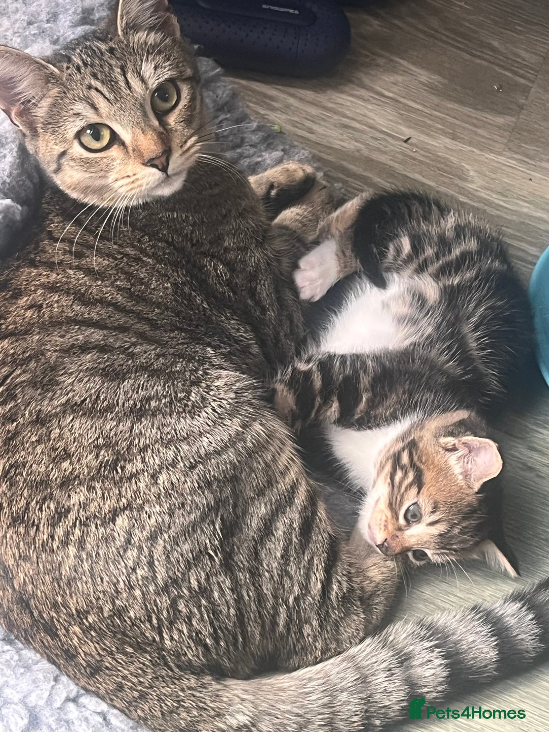 Bengal cats for sale: Bengal cross tabby’s  - Image 6