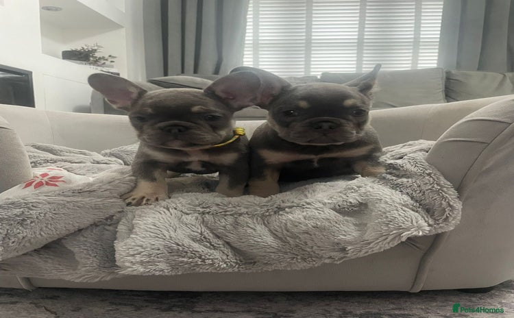 French Bulldog dogs - Advert 4