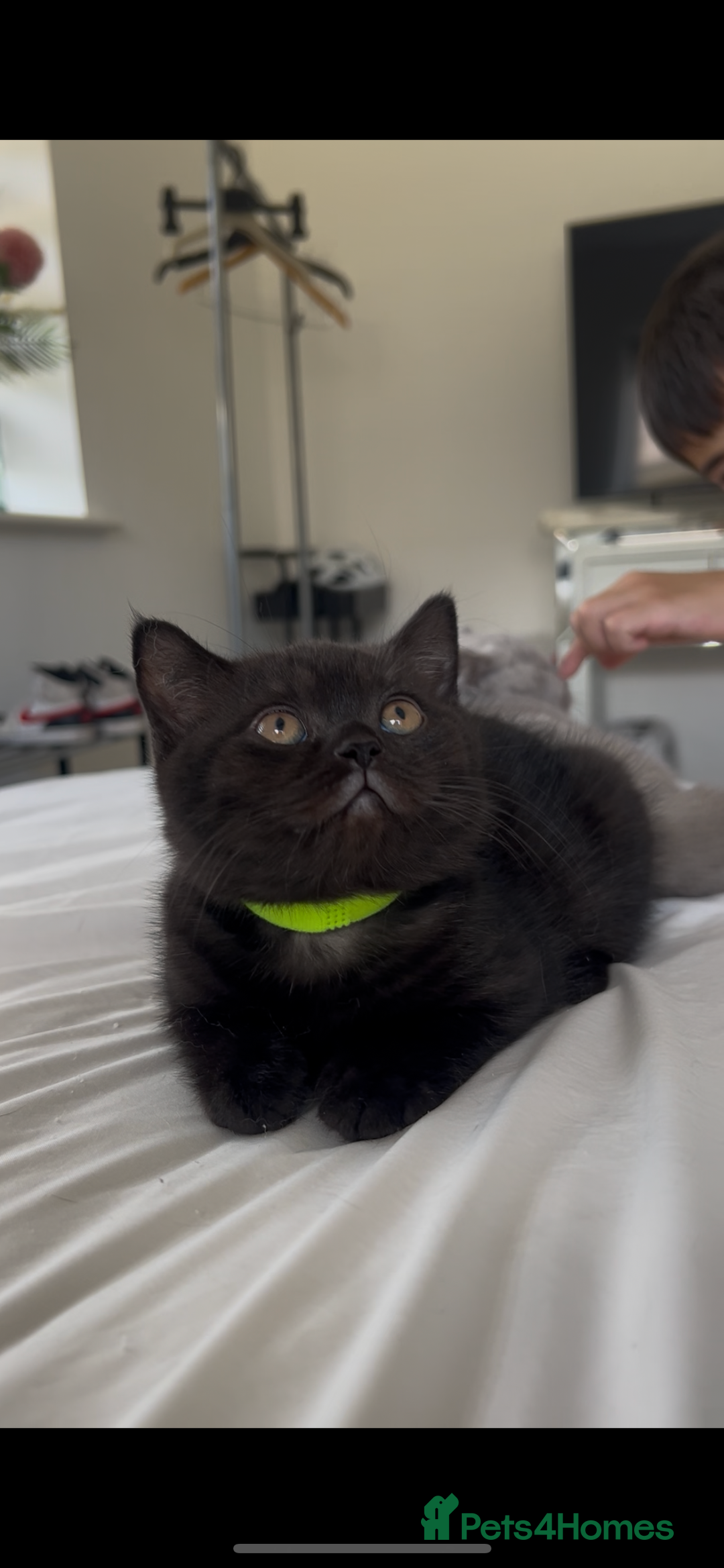 British Shorthair cats for sale: Blue Male GCCF British Shorthaired kitten in Ingatestone - Image 22