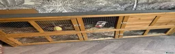 Mini Lop rabbits for sale: X2 Adult rabbits  - Advert 12