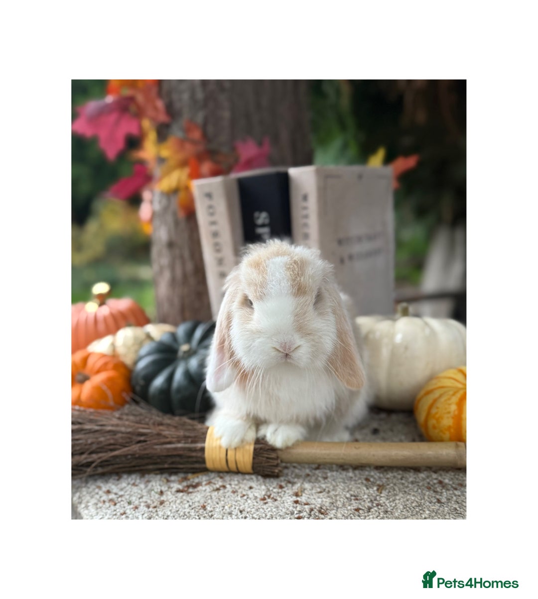 Mini Lop rabbits for sale: Hobby breeder of mini lops bunnies  in Loughborough - Advert 28