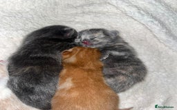 Mixed Breed cats for sale: 5 gorgeous kitten’s - Image 8