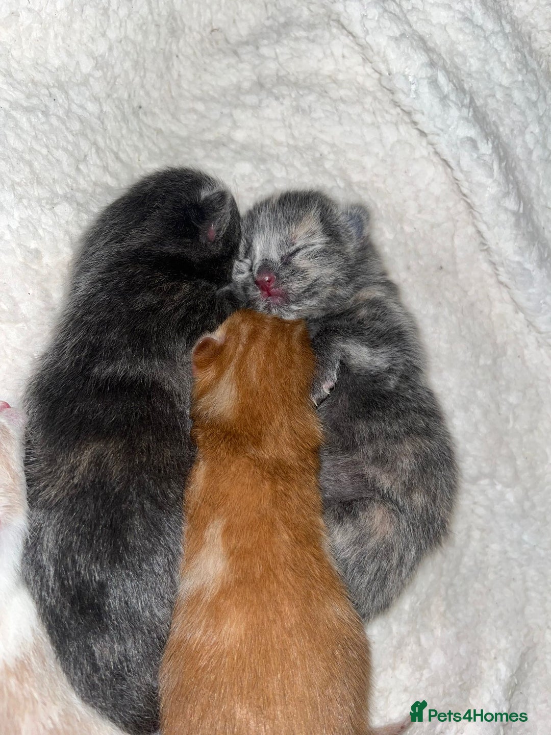 Mixed Breed cats for sale: 5 gorgeous kitten’s - Image 8