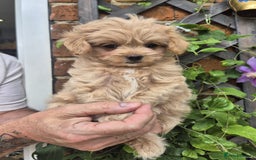 Maltipoo dogs for sale: Amazing TeddyBear Asian Korean Maltipoo puppies - Image 9