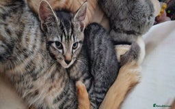 Mixed Breed cats for sale: 2 tabby males are available and ready for new home in Bristol - Image 3