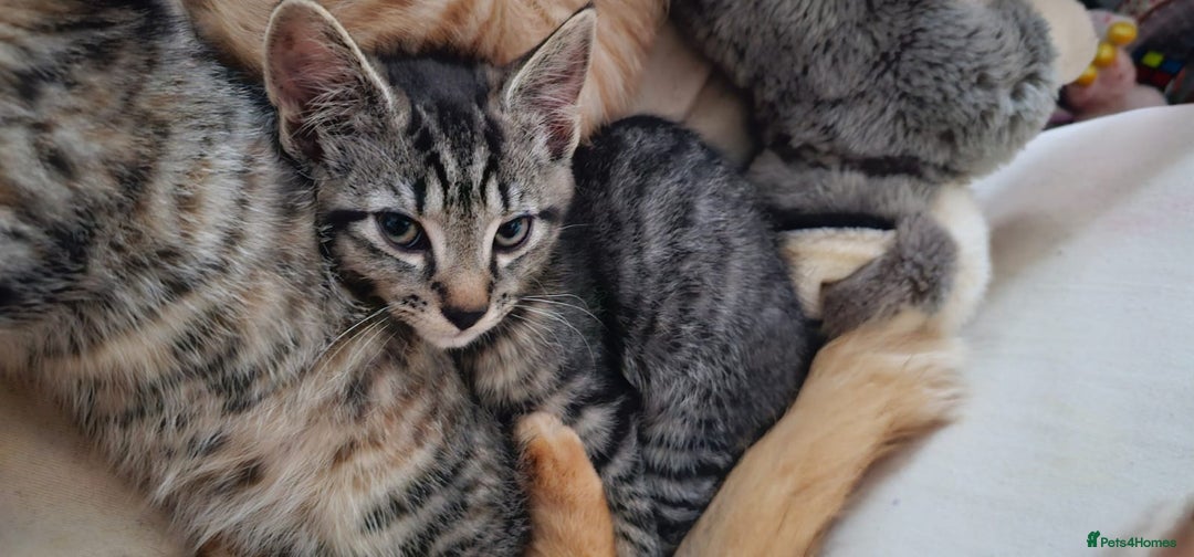 Mixed Breed cats for sale: 2 tabby males are available and ready for new home in Bristol - Image 3