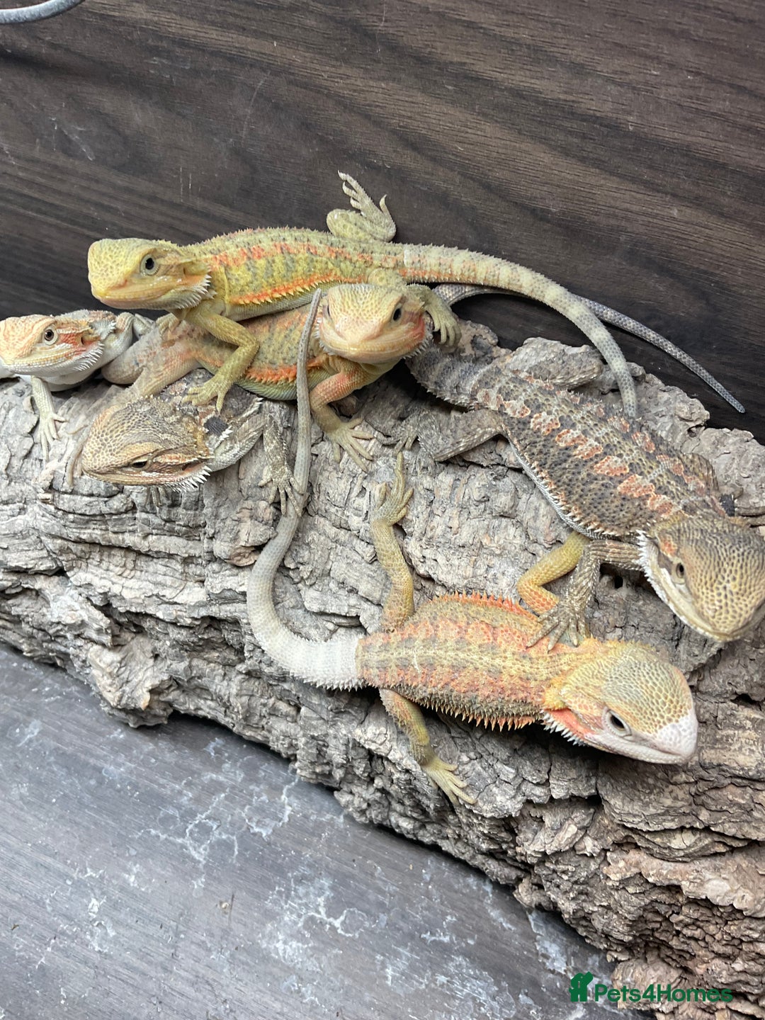 Bearded Dragon reptiles for sale: 5 Citrus and Green Baby Bearded Dragons - Advert 1