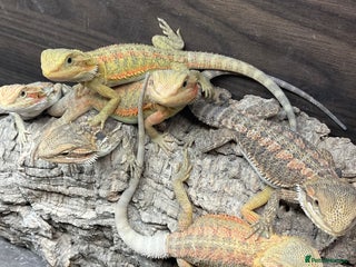 Bearded Dragon reptiles 5 Citrus and Green Baby Bearded Dragons - Advert 2