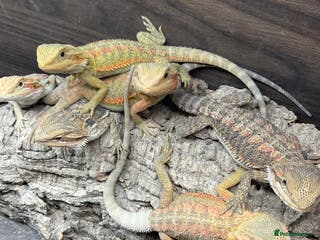 Bearded Dragon reptiles 5 Citrus and Green Baby Bearded Dragons - Advert 15
