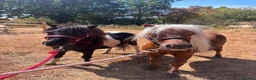 Shetland pony horses for sale: Ronnie and Reggie looking for their forever home in Hatfield - Advert 9