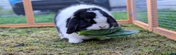 Mini Lop rabbits for sale: 🐇 Loving Home Wanted for Our Beautiful Bunny 🐇 in Abergavenny - Advert 2