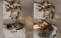 Mixed Breed cats for sale: 9 Beautiful Mixed Kittens - Image 6