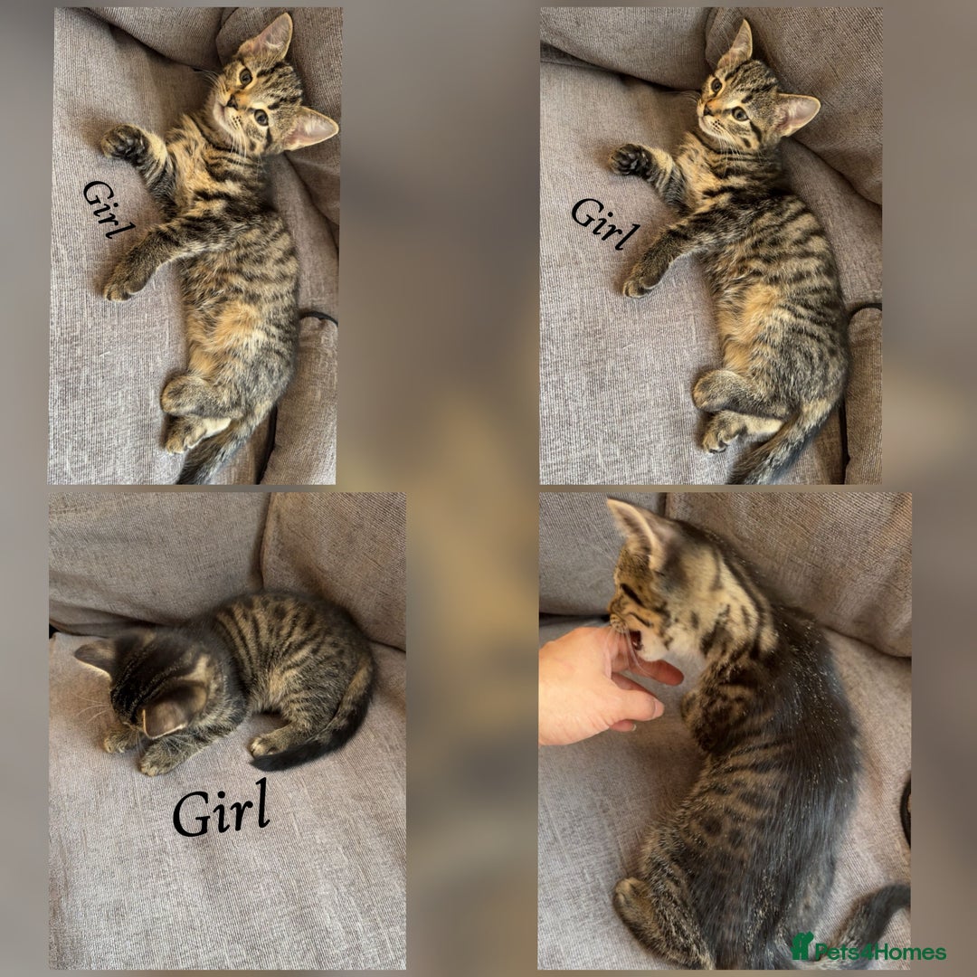 Mixed Breed cats for sale: 9 Beautiful Mixed Kittens - Image 6