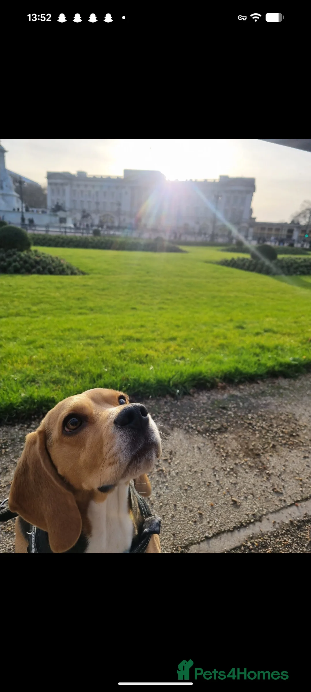 Beagle dogs for sale: Perfect family beagle - Advert 2