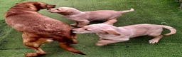 Goldador dogs for sale: Goldador puppies - Advert 15