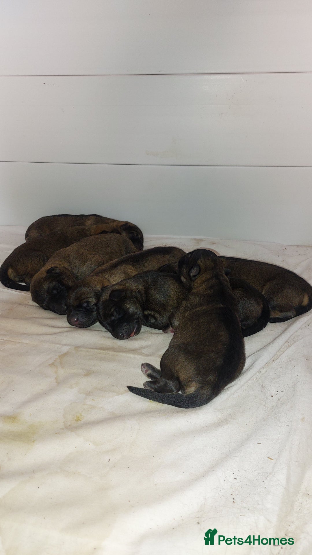 German Shepherd dogs for sale: 7  beautiful german shephered pups  - Image 9