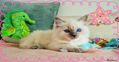 Ragdoll cats - Advert 11