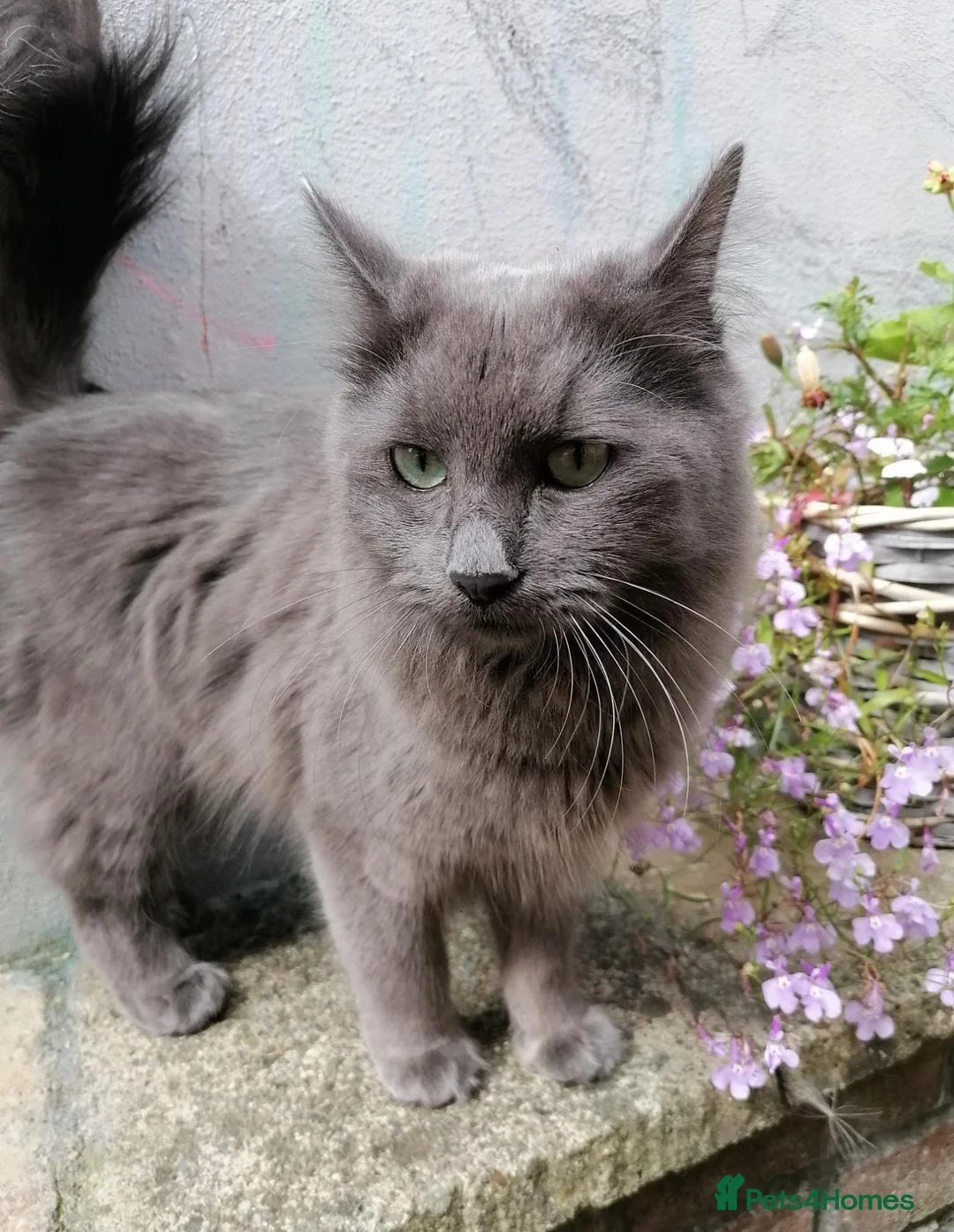 Mixed Breed cats for sale: 2 Ragdoll x brothers - Advert 2