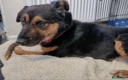 Mixed Breed dogs for adoption: Bumble for adoption - Advert 2