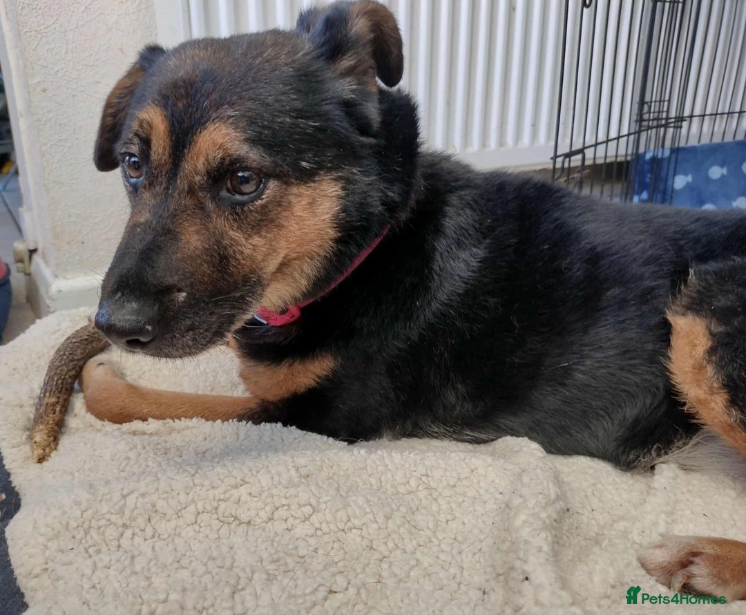 Mixed Breed dogs for adoption: Bumble for adoption - Advert 2