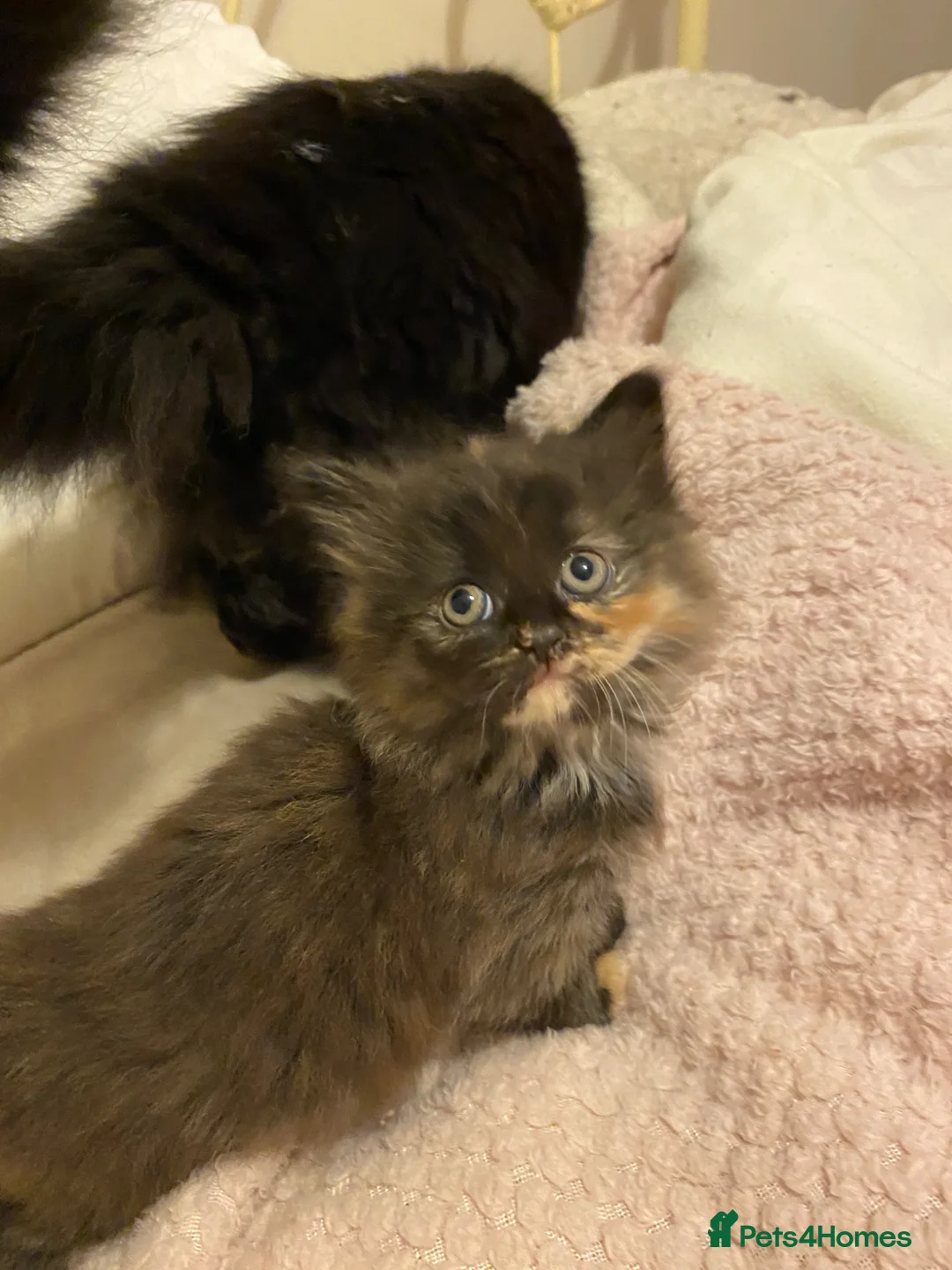 Mixed Breed cats for sale: 4 Ragamuffin mix kittens - Advert 18