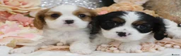Cavalier King Charles Spaniel dogs for sale: HEALTH TESTED KC Cavalier King Charles Spaniels - Advert 32