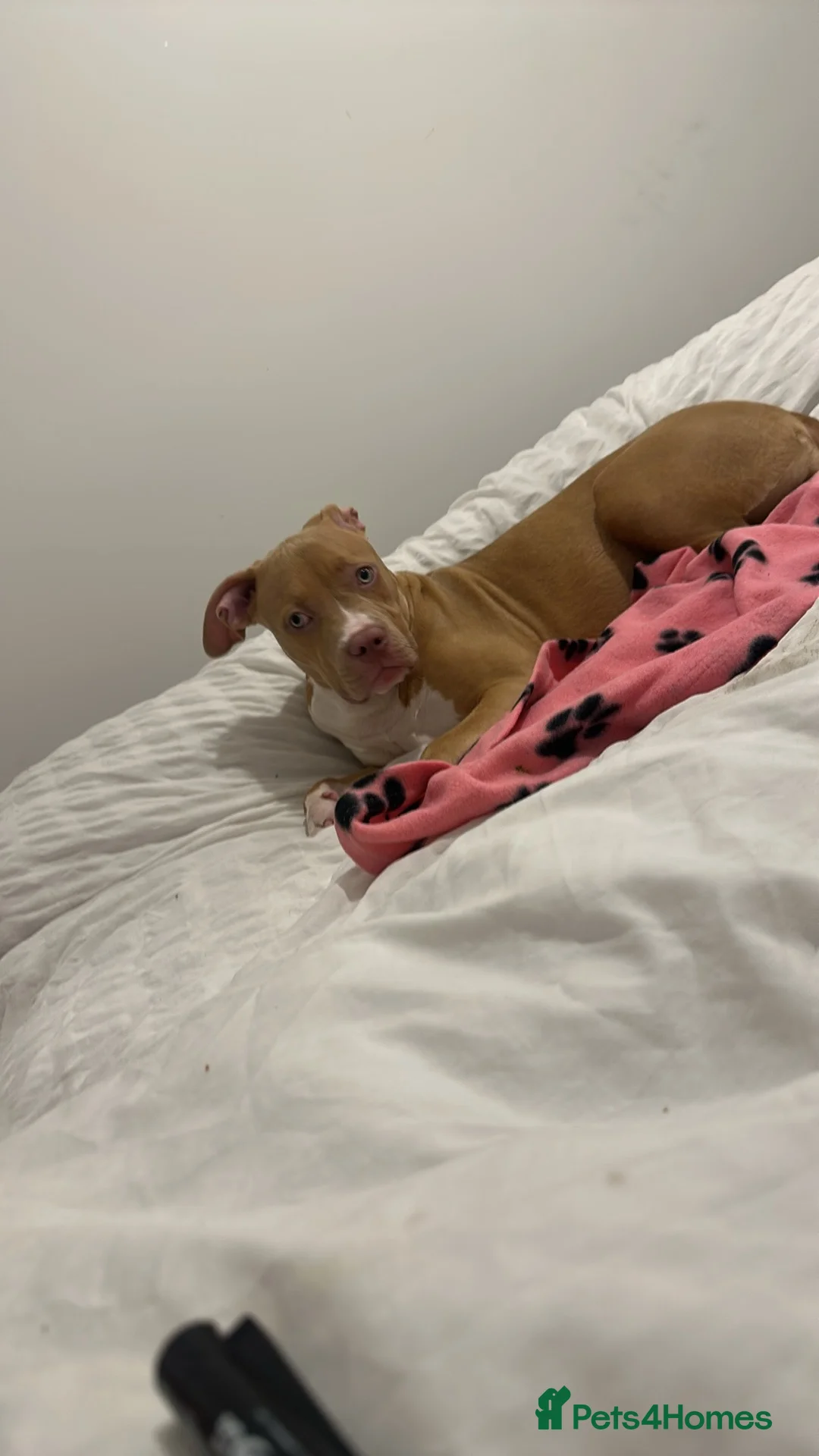 American Bull Staffy dogs for sale: Here I have a female Stafford terrier - Advert 2