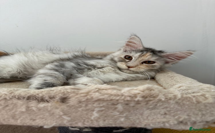 Maine Coon cats - Advert 1