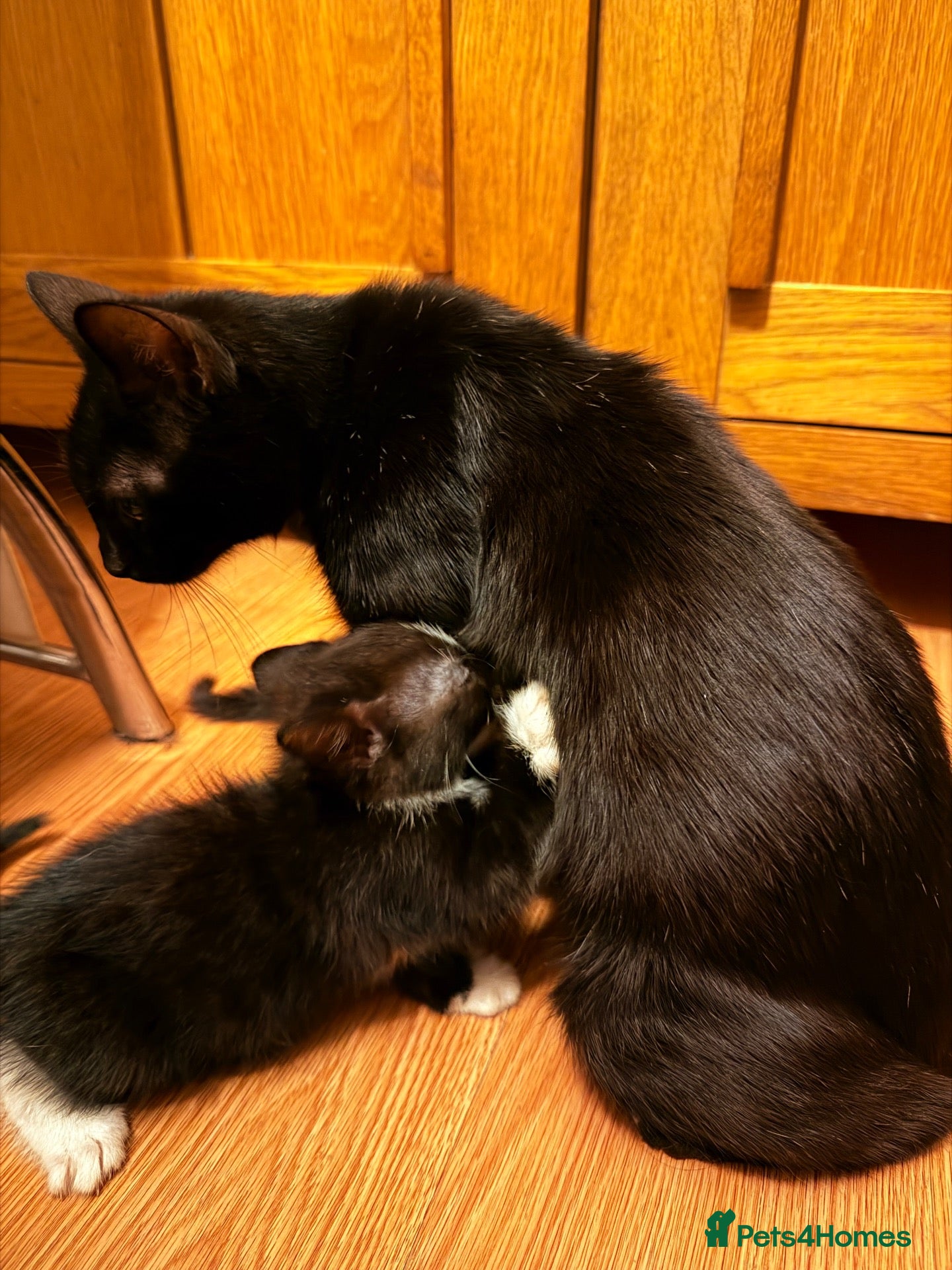 American Shorthair cats Cute kittens  - Advert 3