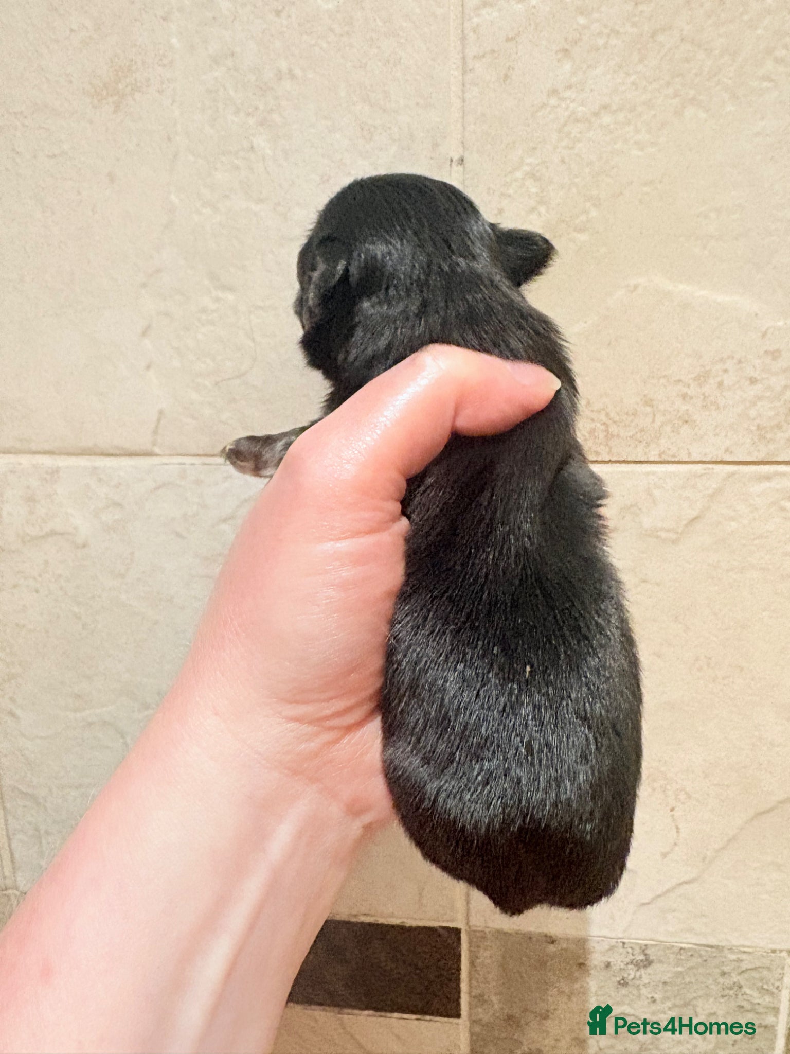 Chihuahua dogs for sale: Exquisite long coat chihuahuas  - Advert 9