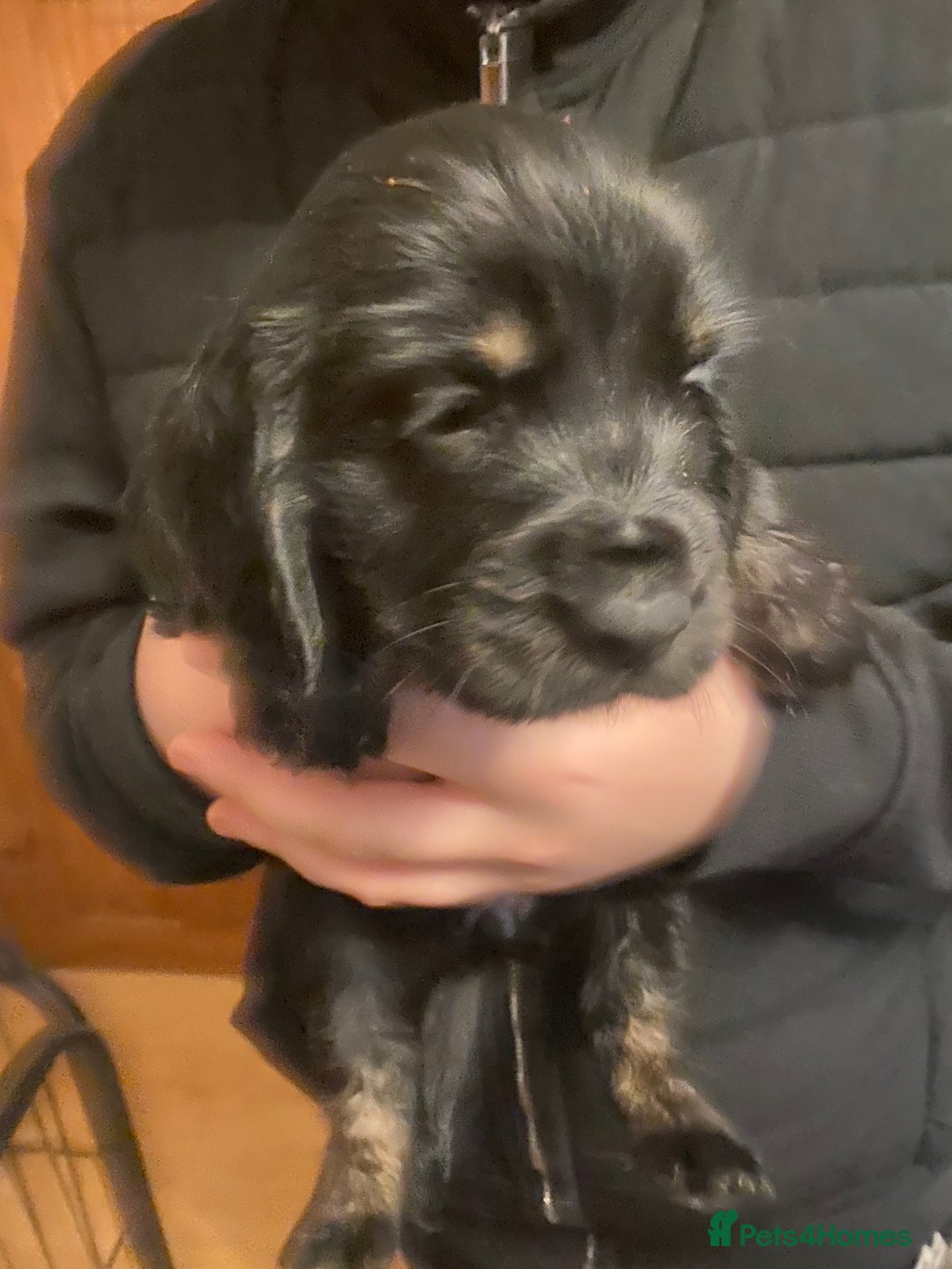 Cocker Spaniel dogs for sale: KC Registered Show Type Cocker Spaniels - Advert 3