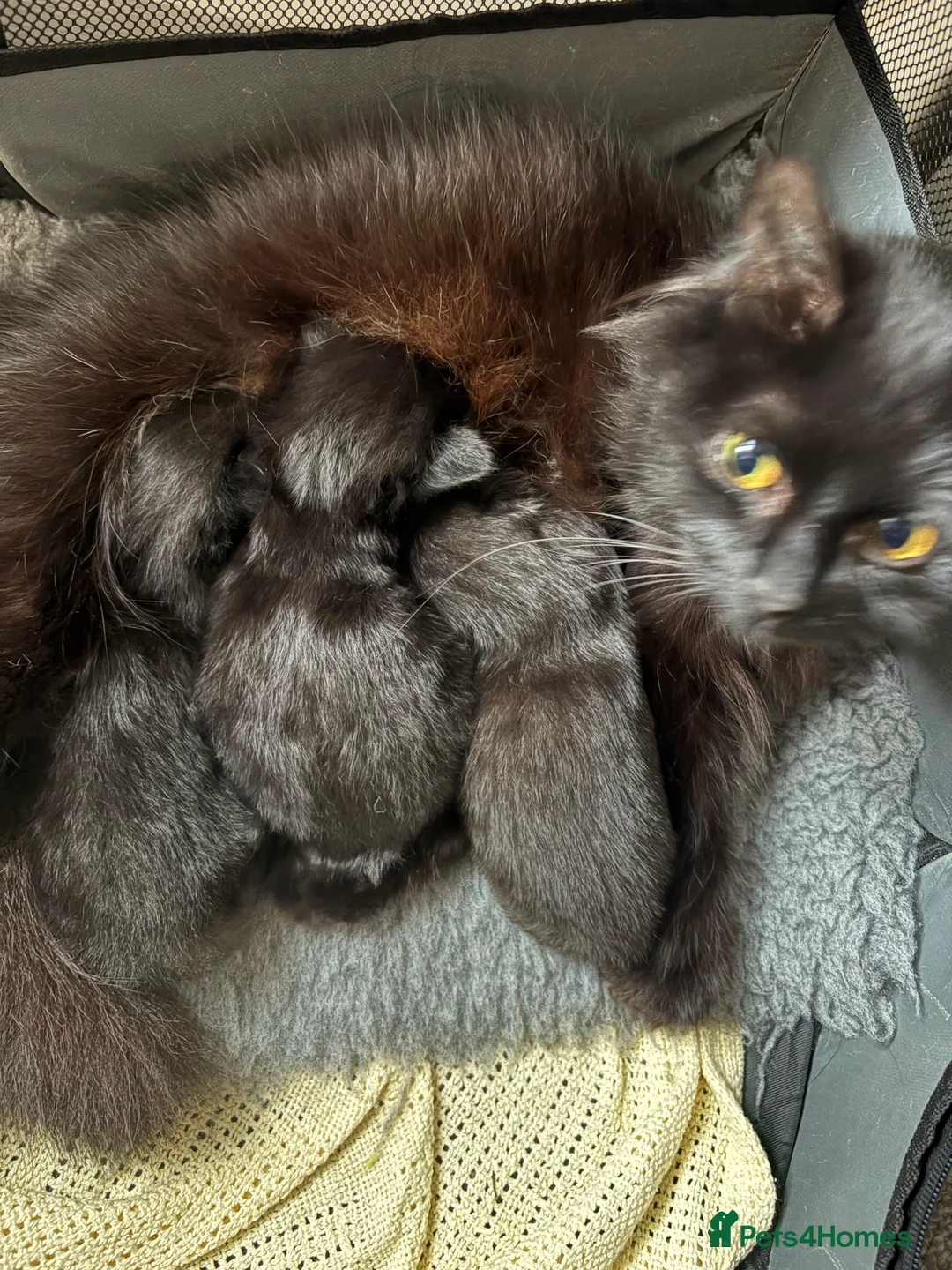 Mixed Breed cats for sale: Black fluffy Kittens  - Advert 8